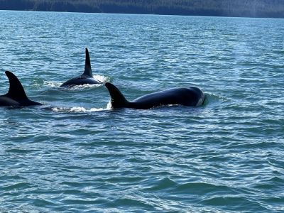 Orca's 